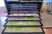 Vegetables in Dehydrator