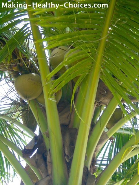 Coconut Laden Tree