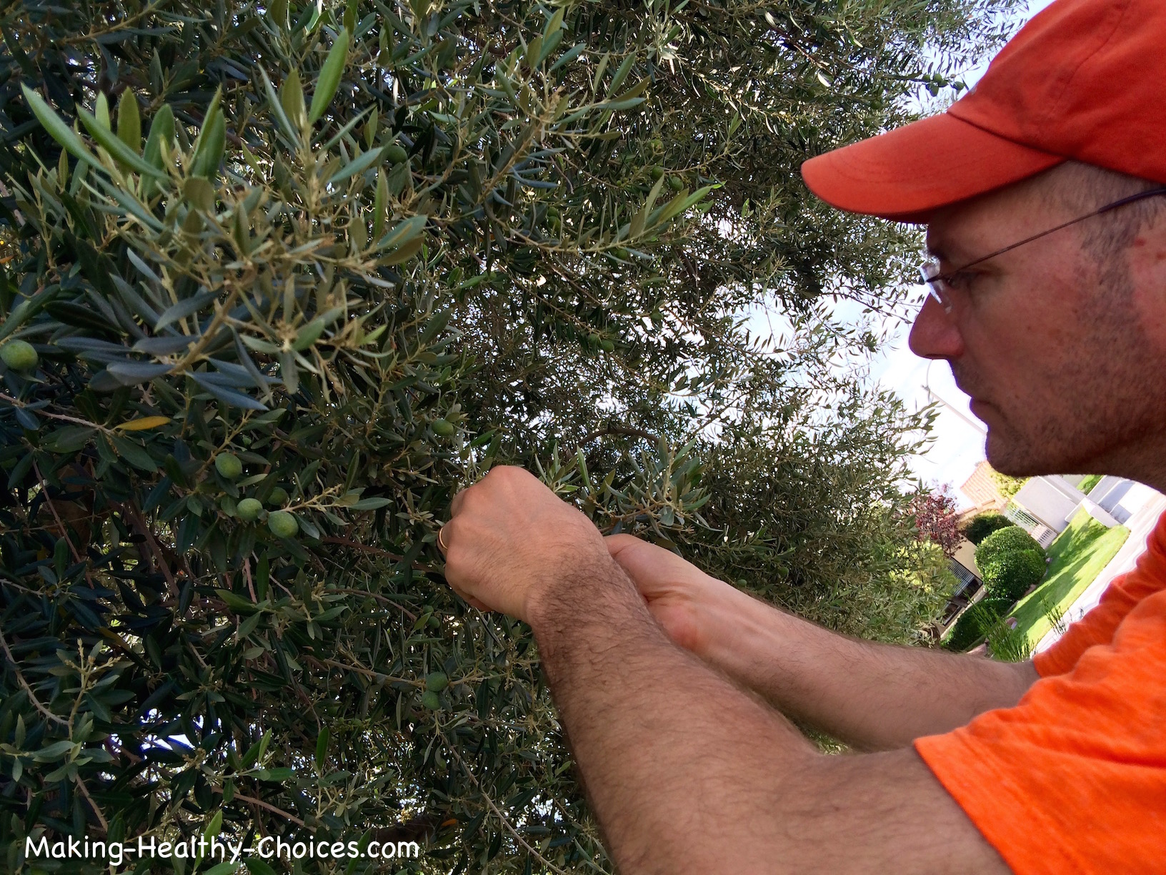 Harvesting Olive Leaves