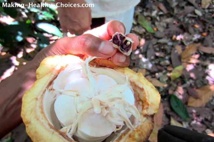Cacao Pod, Pulp and Bean