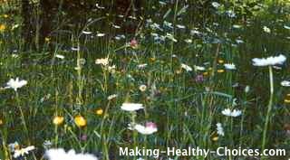 Wild Spring Flowers