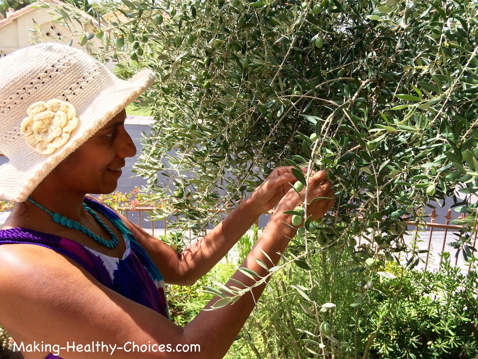 Harvesting Olive Leaves