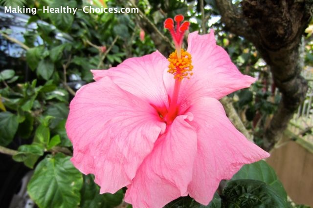 Hibiscus Flower