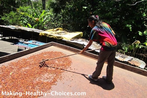 Cacao Beans drying in the Sun