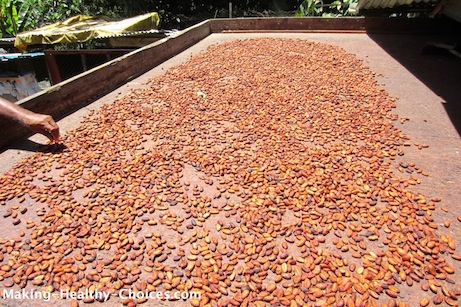 Cacao Beans Drying in the Sun