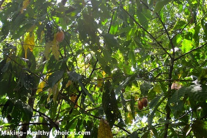 Cacao Forest