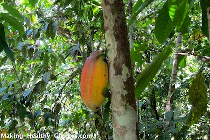 Cacao Pod