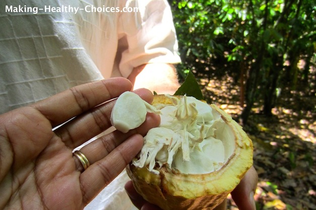 Cacao Pod and Pulp