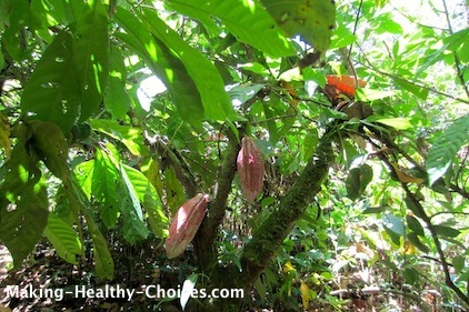 Cacao Trees