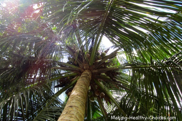 Coconut Palm Canopy