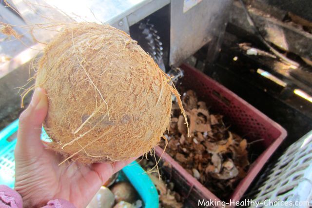 Coconut with Outer Husk Removed
