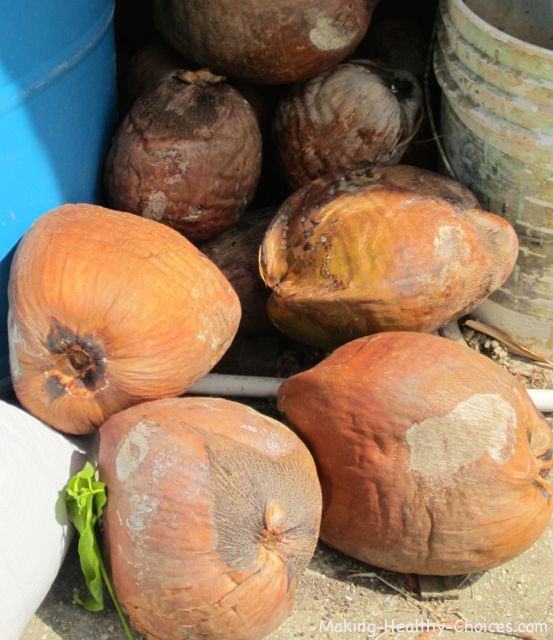 Mature Coconut Used to Make Coconut Oil
